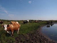 NL, Zuid-Holland, Goeree-Overflakkee, Kwade Hoek 57, Saxifraga-Hans Dekker